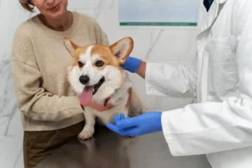 How to become a veterinarian