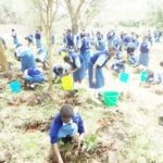 Planting trees a great way to improve your school grounds