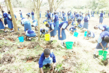 Planting trees a great way to improve your school grounds