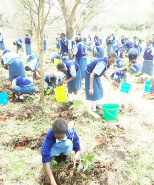 Planting trees a great way to improve your school grounds