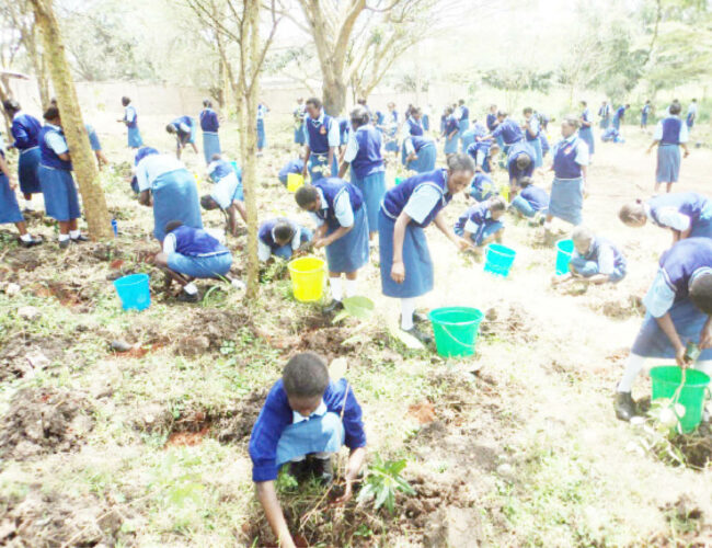 Planting trees a great way to improve your school grounds