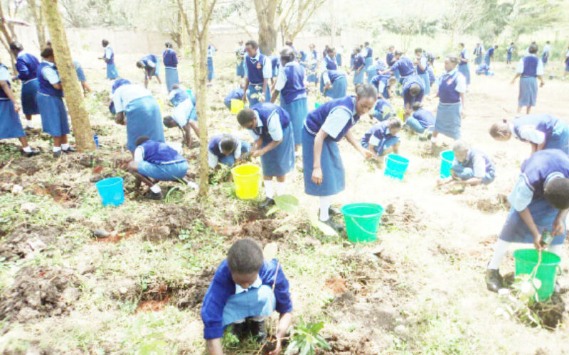 Planting trees a great way to improve your school grounds