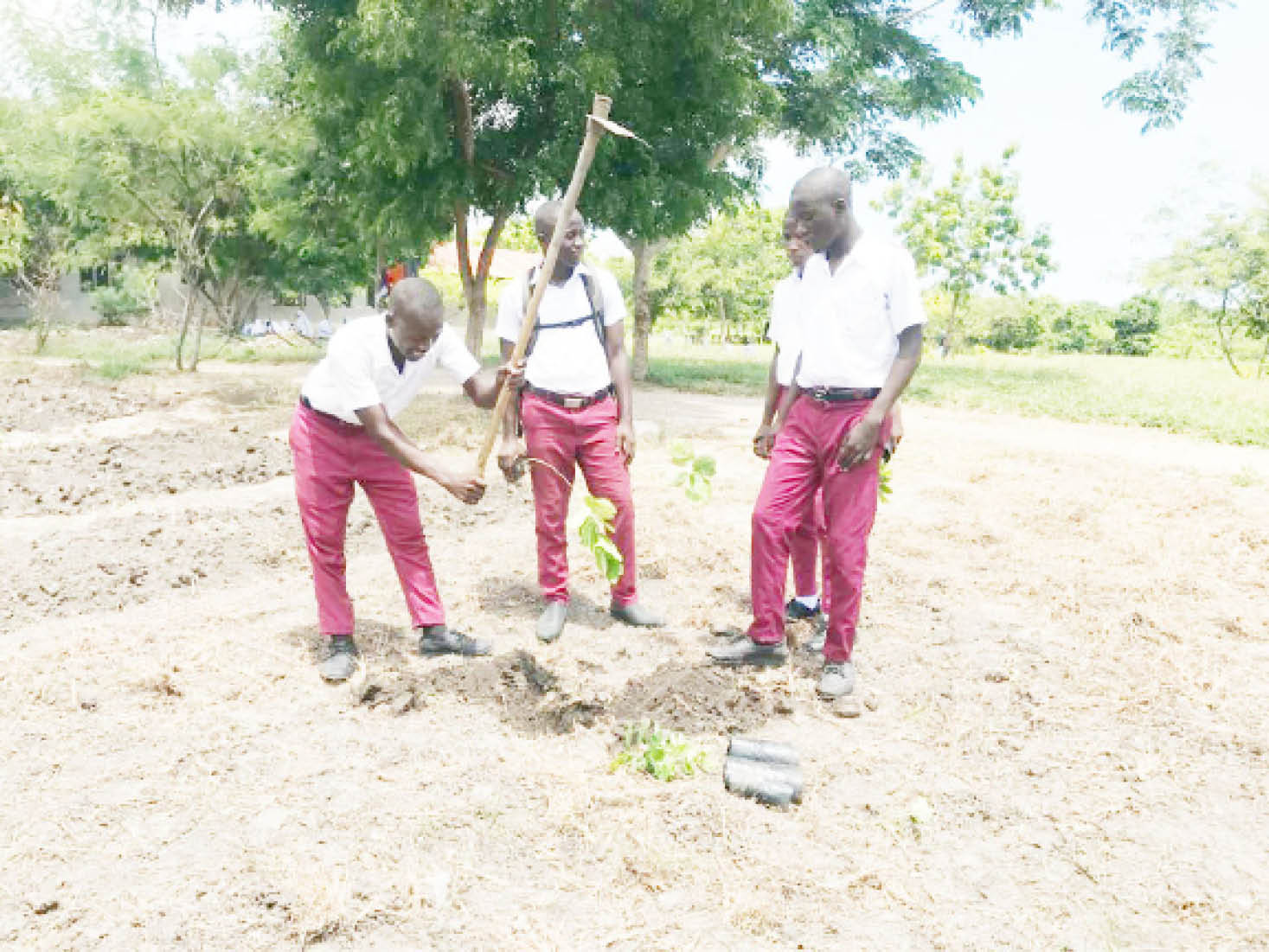 Planting trees a great way to improve your school grounds