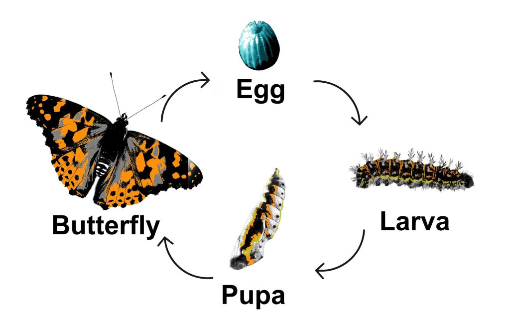 The life of a butterfly
