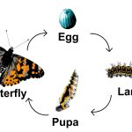 The life of a butterfly