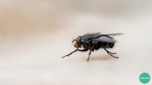 Where do flies go at night?