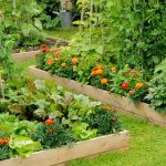 Dig, plant, grow: A guide to your own garden”