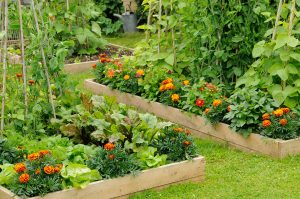 Dig, plant, grow: A guide to your own garden”