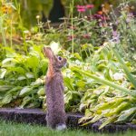 Backyard wildlife: How to help animals at home