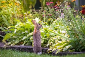 Backyard wildlife: How to help animals at home