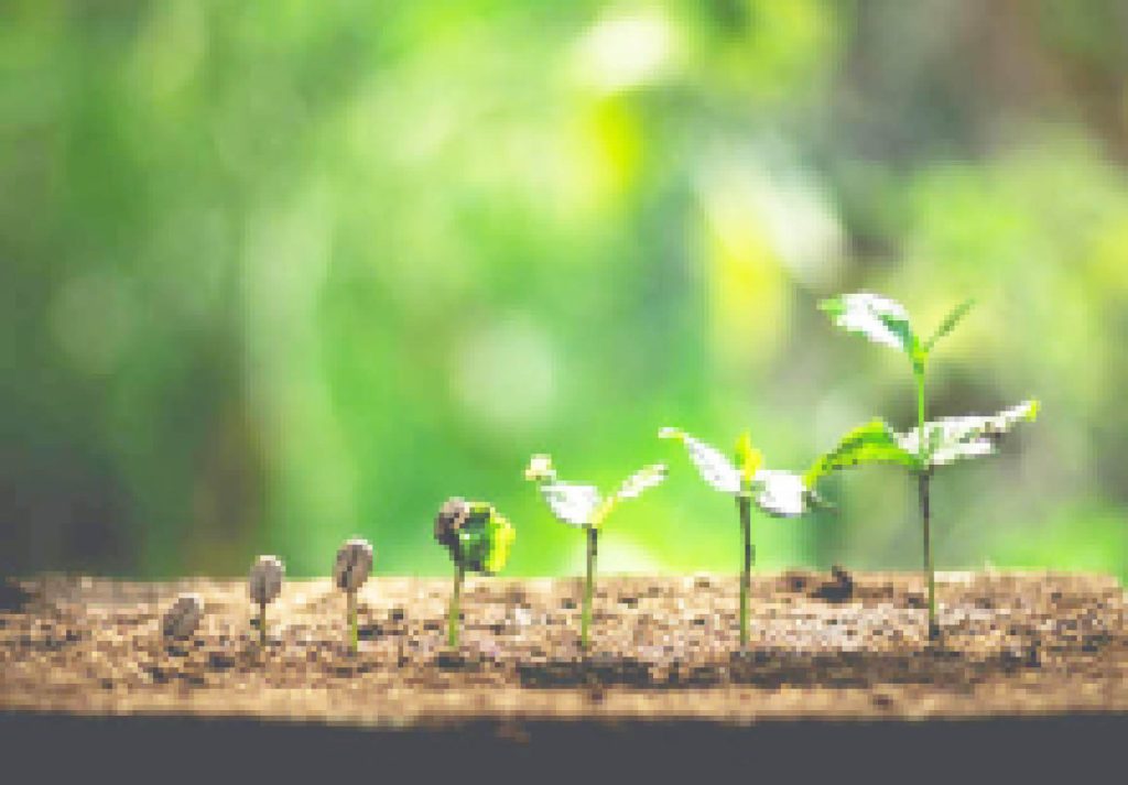 From tiny seed to towering tree: How big things start small