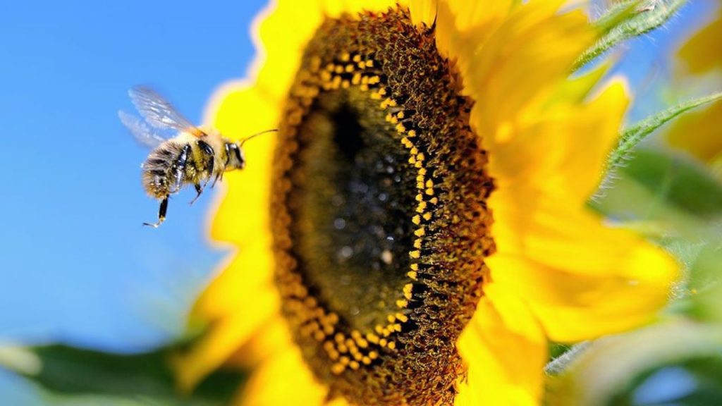 What if bees disappeared?