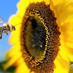 What if bees disappeared?