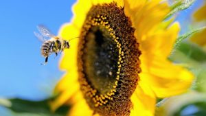 What if bees disappeared?