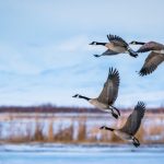 Why birds migrate: Nature’s amazing journey