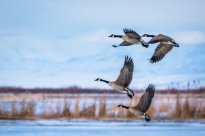 Why birds migrate: Nature’s amazing journey
