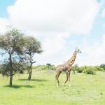 Why every creature has a job in nature