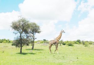 Why every creature has a job in nature
