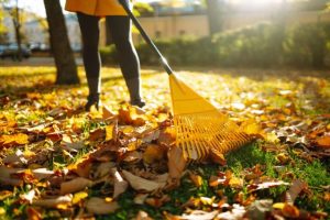 Fallen leaves: Nature’s little recyclers