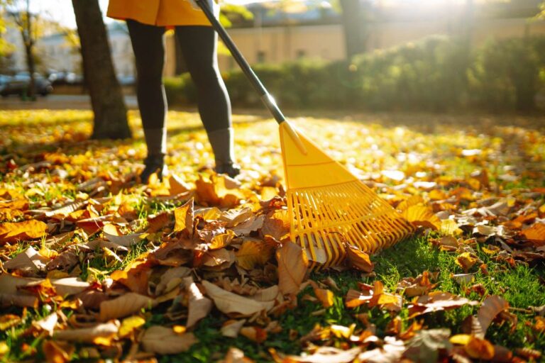 Fallen leaves: Nature’s little recyclers